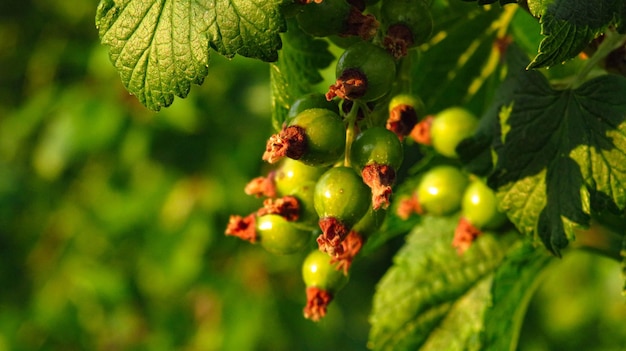 Rood groene stroom in het proces van rijping