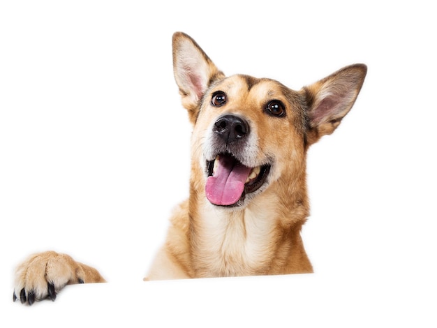 Rood haar hond zit te kijken naar camera geïsoleerd op wit