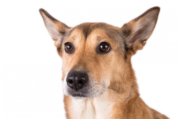 Rood haar hond zitten