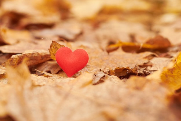 Rood hart in de herfst bladeren