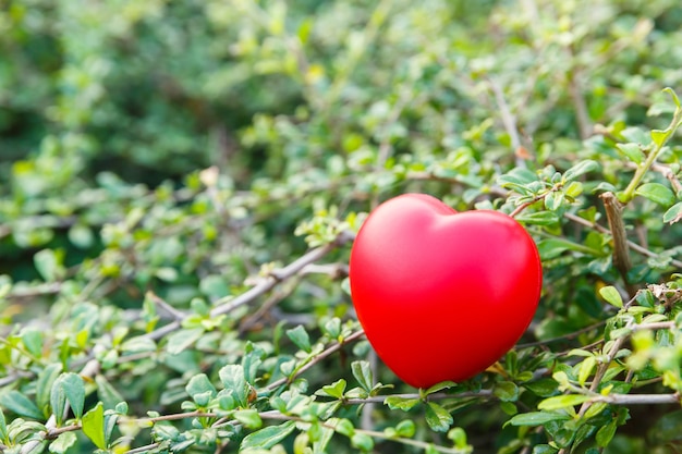 Rood hart op struik of struik