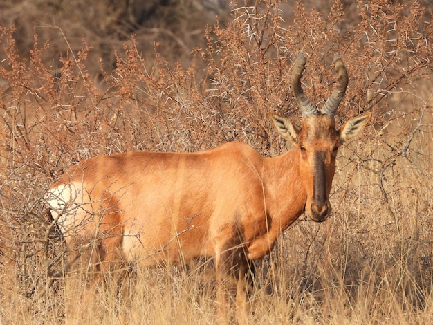 Foto rood hartebeest