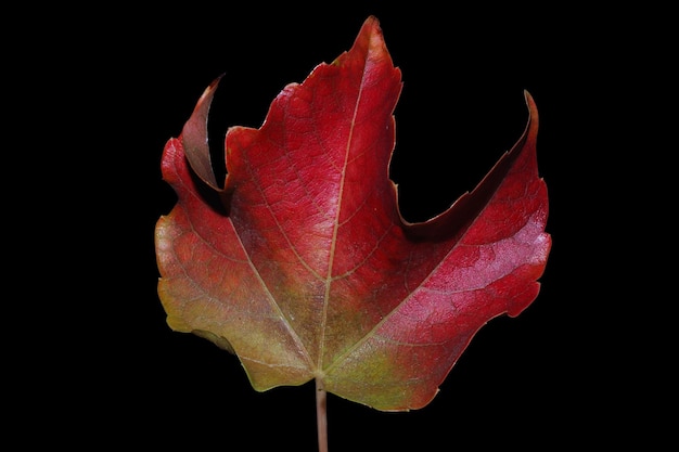 Rood herfstblad