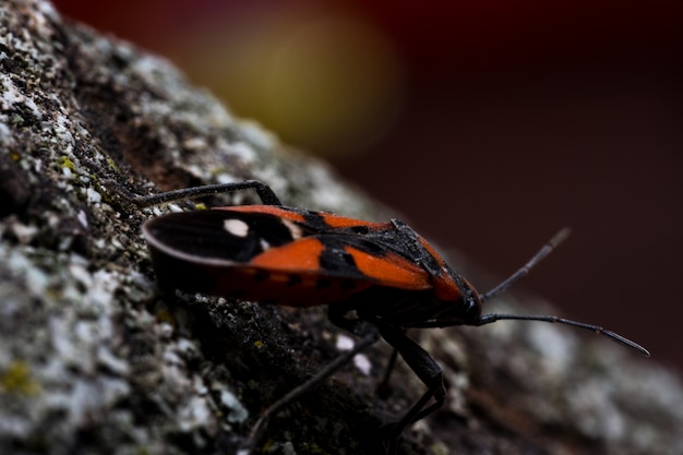 Rood insect op een rots