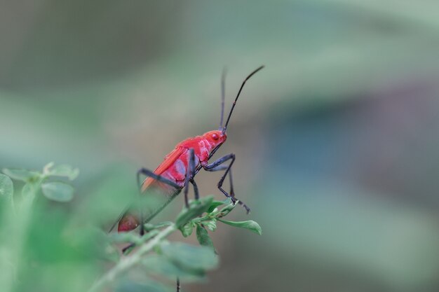 Rood insect op een tak