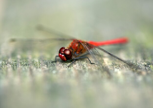 rood insect