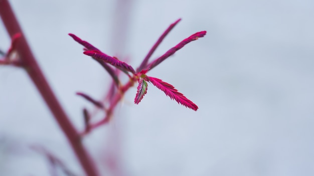 rood jong blad van mimosa pigra boom