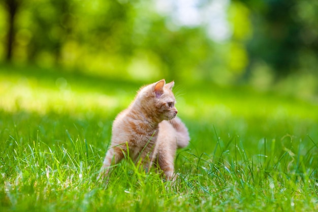 Rood katje dat op het gras in de zomertuin loopt