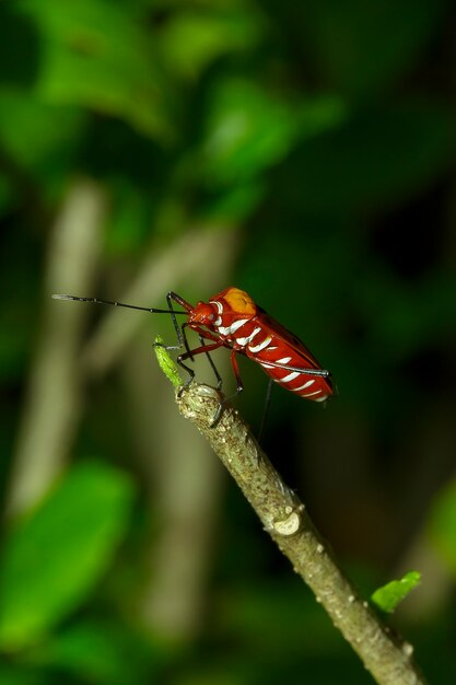 Rood katoenen insect op takken