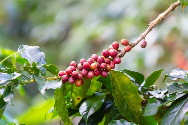 Rood koffie rijp fruit op tak