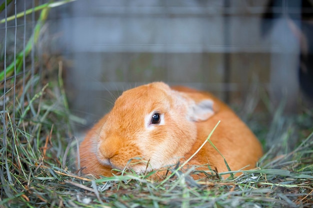 Rood konijn in het groene gras