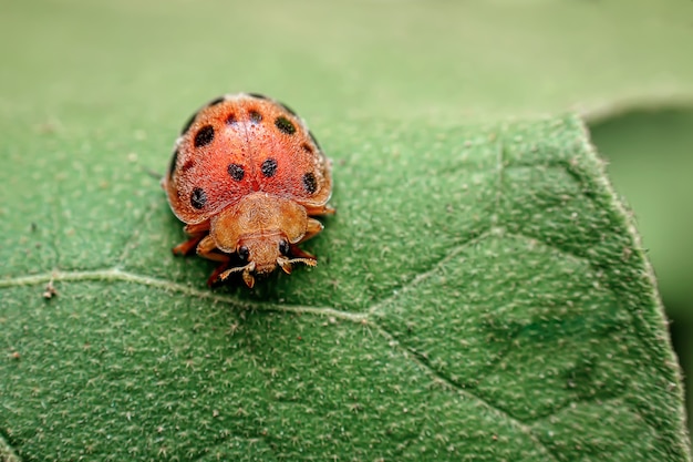 Rood lieveheersbeestje op een blad in openlucht