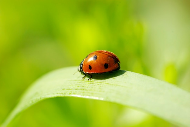 Rood lieveheersbeestje op groen gras dat op groen wordt geïsoleerd