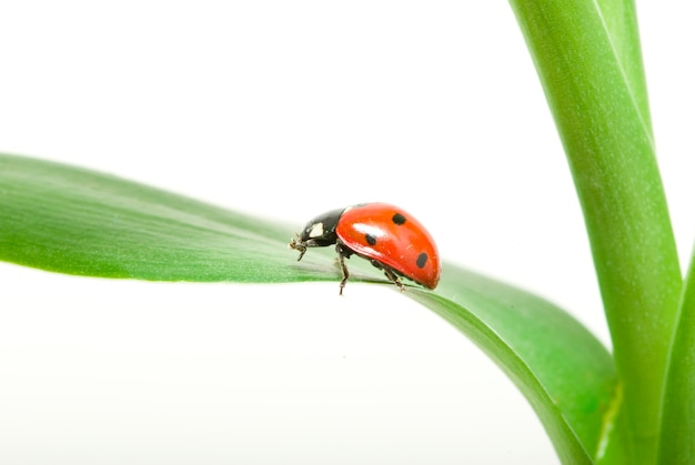 Rood lieveheersbeestje op groen gras dat op wit wordt geïsoleerd