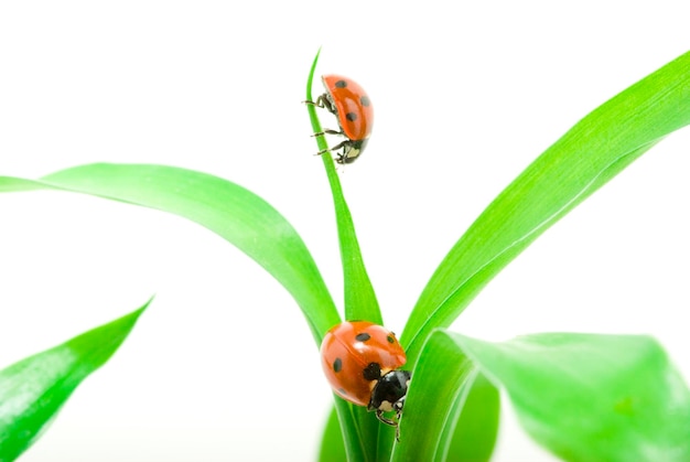 Rood lieveheersbeestje op groen gras dat op wit wordt geïsoleerd