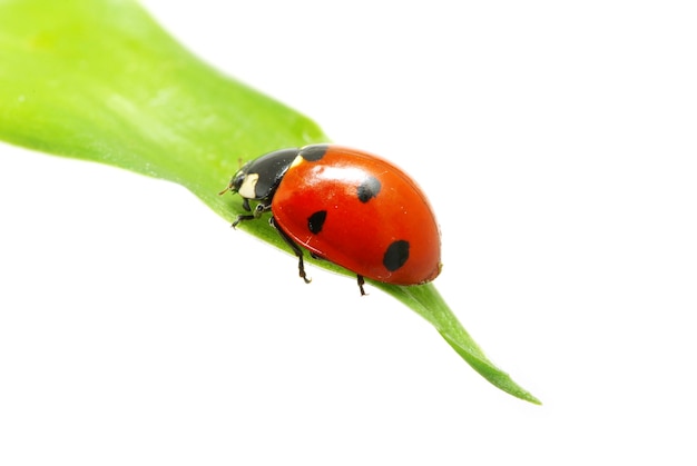 Rood lieveheersbeestje op groen gras geïsoleerd op white