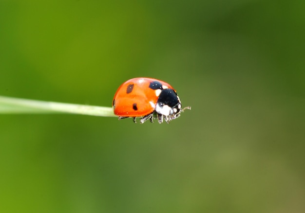 Rood lieveheersbeestje op groen gras