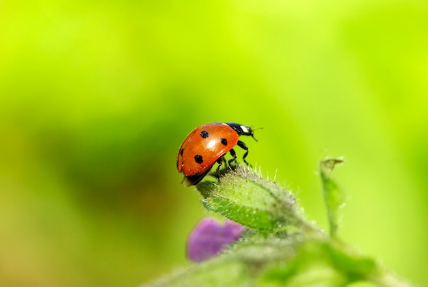 Rood lieveheersbeestje