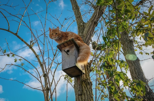 Rood Maine Coon-katje in een boom