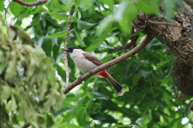 Rood-met bakkebaarden bulbul mooie vogelholding op de aard van de boomtak bacckground