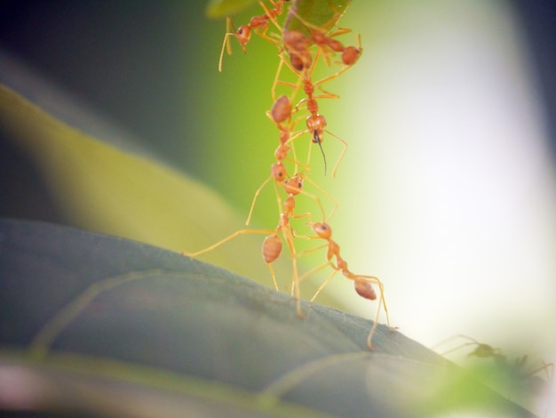 Rood mierengroepswerk in de groene natuur of in de tuin