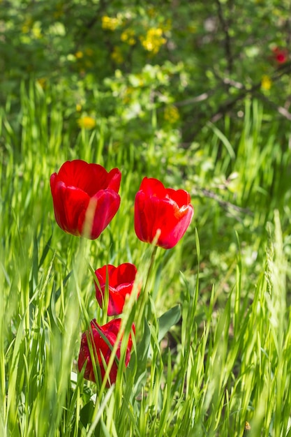 Rood mooi tulpenveld in de lente, bloemenachtergrond