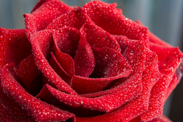 Rood nam bloem op een kleurenachtergrond toe, close-up.