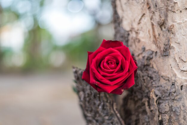 Rood nam de mooie bloemen van de bloemaard van de tuin voor valentijnskaarten op het hout van de houtboom toe