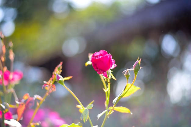 Rood nam op bokehachtergrond toe