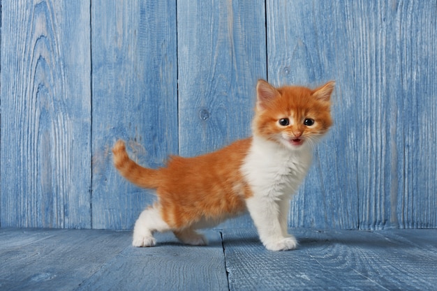 Rood oranje kitten op blauw hout