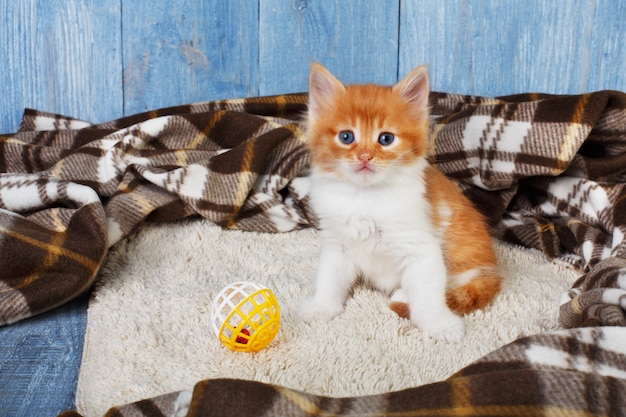 Rood oranje kitten op blauw hout