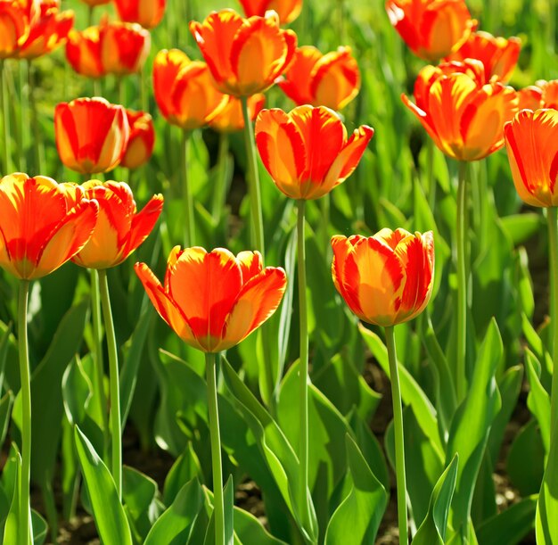 Rood (oranje) mooi tulpenveld in de lente