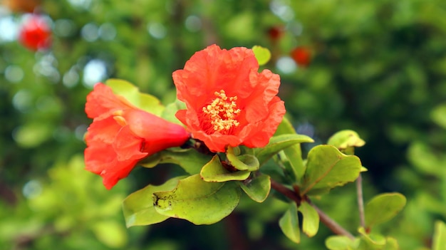 Rood oranje prachtige granaatappelboom bloem close-up tegen blauwe lucht en groene bladeren Zomerbloem