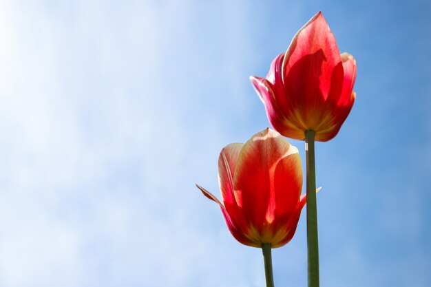 Rood oranje tulpen op zonnige blauwe hemel