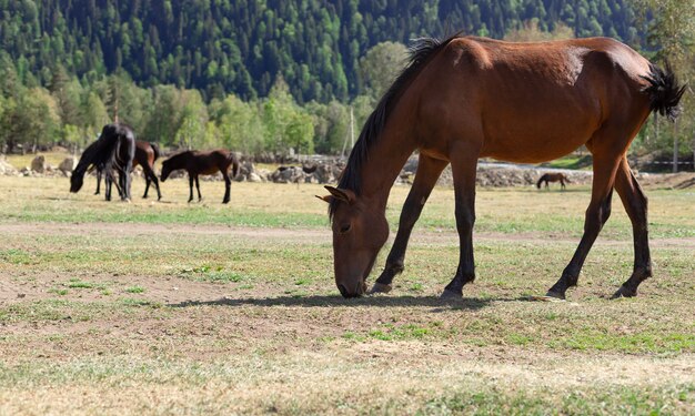 rood paard grazen in een weiland