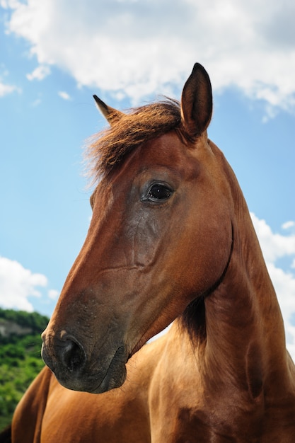 Rood paard hoofdportret