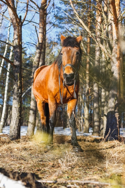 Rood paard in het voorjaarsbos staat aan de zonnige rand