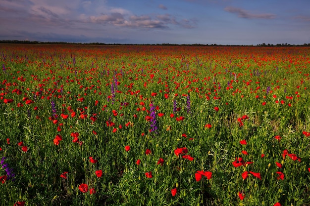 Rood papaverveld bij zonsondergang