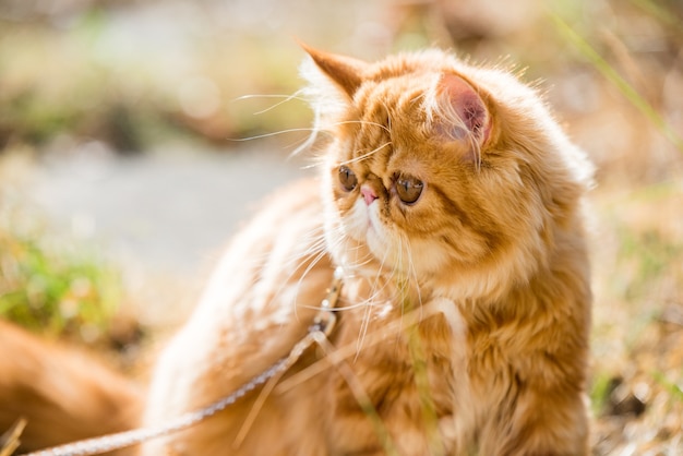 Rood Perzisch kattenportret met een riem die in de tuin loopt