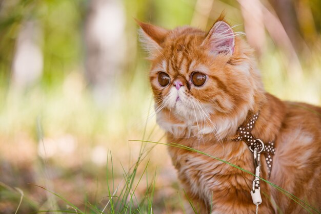 Rood Perzisch kattenportret met een riem die in de tuin loopt