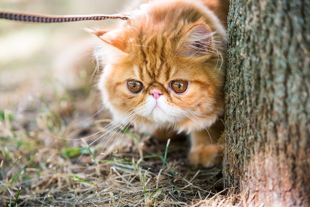 Rood perzisch kattenportret met een riem die in het park loopt