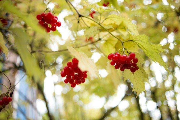 Rood rijp boeket van lijsterbes met gele bladeren Rowan in de herfst