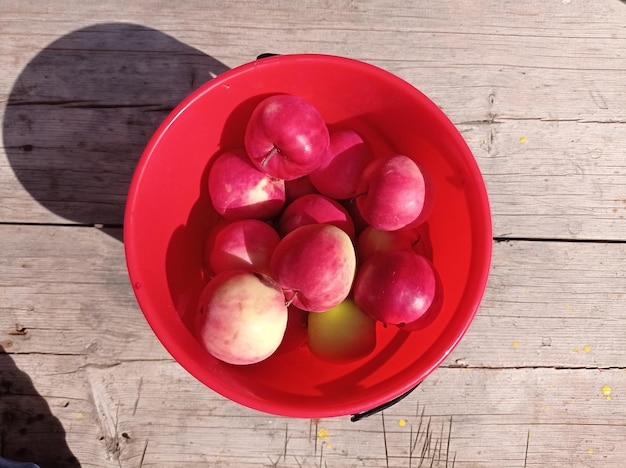 rood, rijp, sappig, appels, in een emmer, op een oude, houten tafel, oogsten, tuinieren