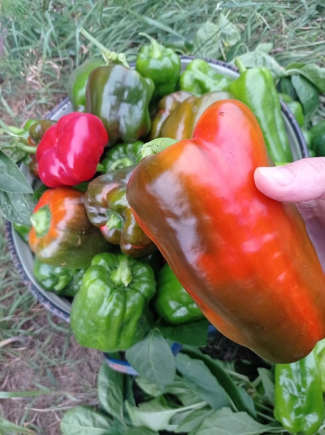 rood, rijp, sappig, groen, paprika's, op de struiken, in de kas, mooi, oogsten