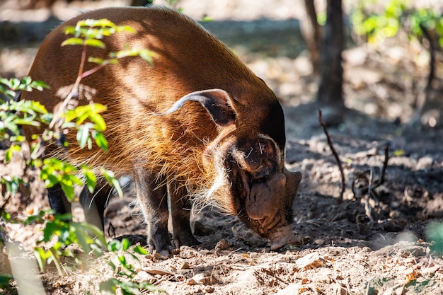 Rood rivierzwijn zoogdieren en zoogdieren landwereld en fauna dieren in het wild en zoölogie