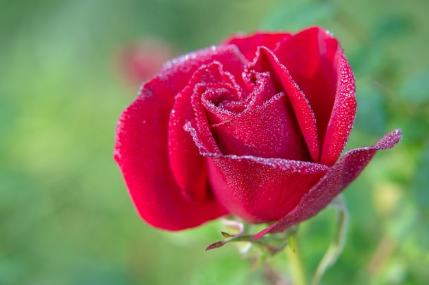 Rood roze bloem bloeien in rozentuin