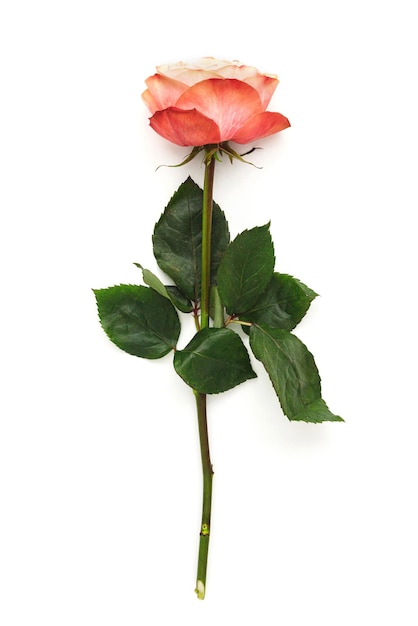 Rood roze bloem met lange groene stengel geïsoleerd op een witte achtergrond