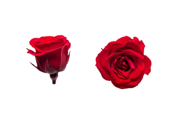 Rood roze bloem op witte achtergrond Zij- en bovenaanzicht