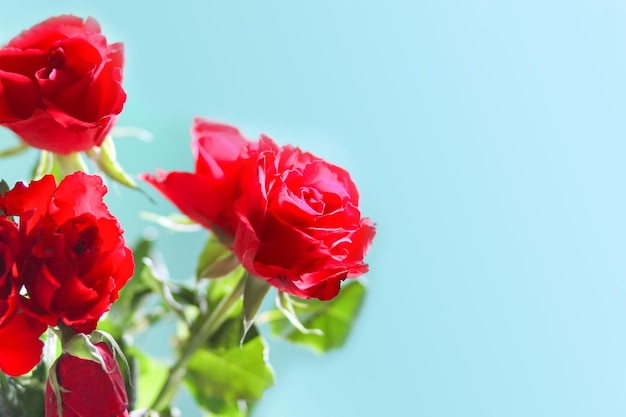 Rood roze bloemen op blauwe achtergrond.