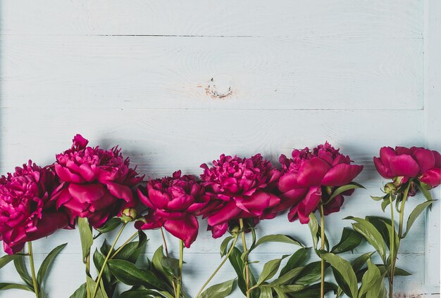 Rood roze pioenrozen aangelegd op een blauwe houten achtergrond Floral natuurlijke achtergrond sjabloon voor wenskaart Copy space